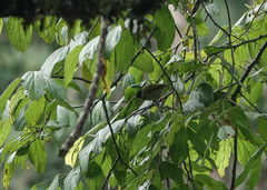 Apalis personata
