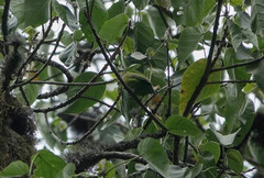 Pseudocalyptomena graueri