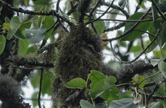 Pseudocalyptomena graueri