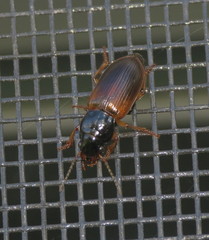 Anisodactylus sanctaecrucis