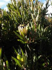 Protea burchellii