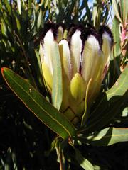 Protea burchellii