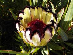 Protea burchellii