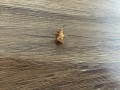 Shelfordella lateralis