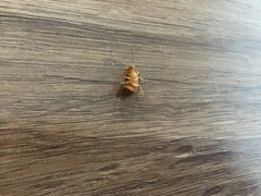 Shelfordella lateralis