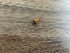 Shelfordella lateralis