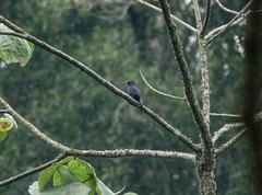 Melaenornis ardesiacus