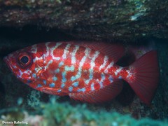 Heteropriacanthus fulgens
