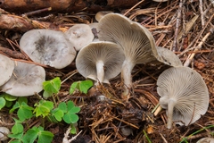 Clitocella mundula