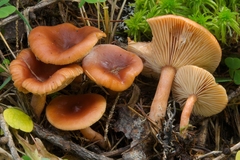 Lactarius sphagneti