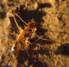 Camponotus hova