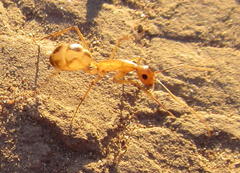 Camponotus hova