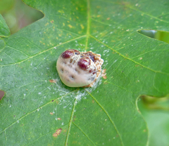 Mastophora hutchinsoni
