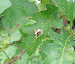 Mastophora hutchinsoni