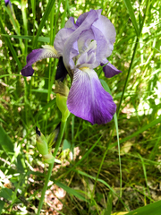Iris × hybrida