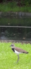 Vanellus chilensis