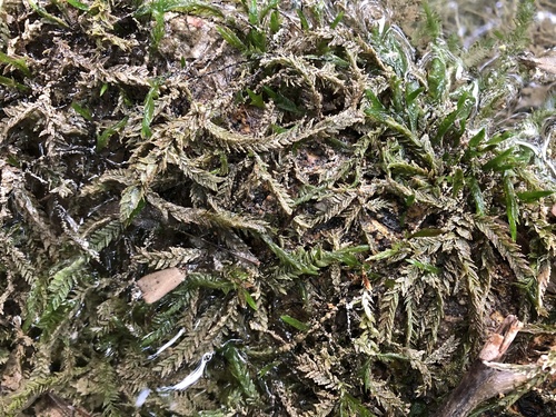 Mahovina potočara (Fontinalis antipyretica)