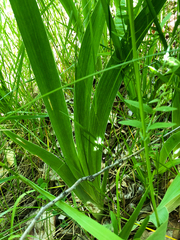 Iris × hybrida