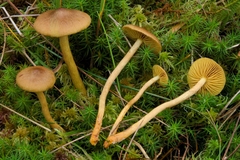Cortinarius bataillei