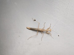 Litaneutria ocularis