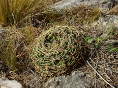 Gymnocalycium monvillei