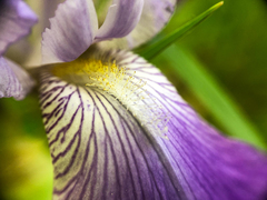 Iris × hybrida