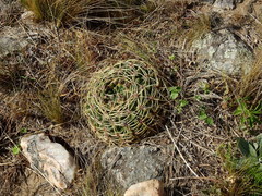 Gymnocalycium monvillei