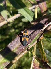 Oncopeltus fasciatus