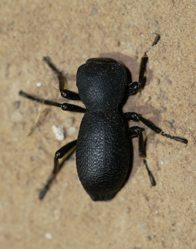 Zopherus uteanus
