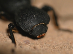 Zopherus uteanus