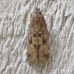 Helcystogramma melantherella