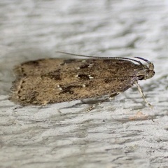 Helcystogramma melantherella