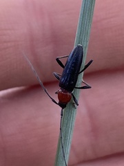 Stenosphenus dolosus