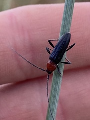 Stenosphenus dolosus