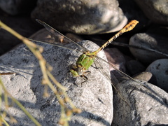 Erpetogomphus crotalinus