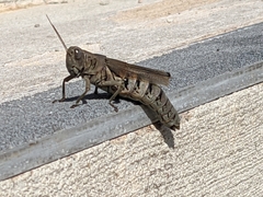 Melanoplus differentialis