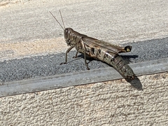 Melanoplus differentialis