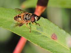 Palpada vinetorum