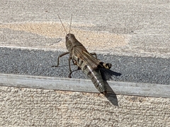 Melanoplus differentialis