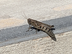 Melanoplus differentialis