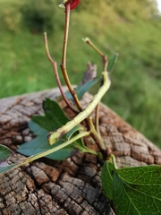 Electrophaes corylata