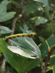 Electrophaes corylata