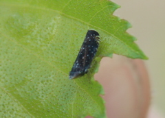 Scaphytopius frontalis