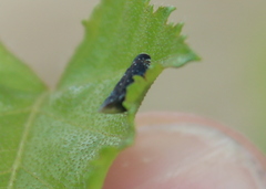 Scaphytopius frontalis