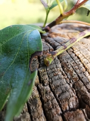 Electrophaes corylata