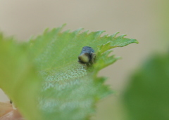 Scaphytopius frontalis