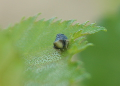 Scaphytopius frontalis