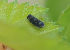 Scaphytopius frontalis