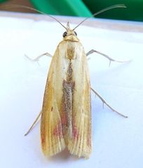 Ufa lithosella