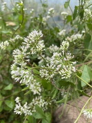 Mikania scandens image